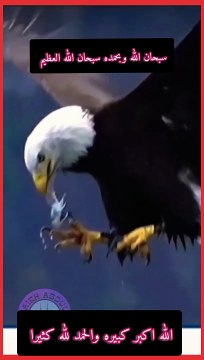 Récitation du Coran...! Beautiful Recitation Of Qur'an #Alshaikhabdulaziz #islam #quran #koran #Tilawat اللہ اکبر کبیرہماشاءاللہ تلاوت