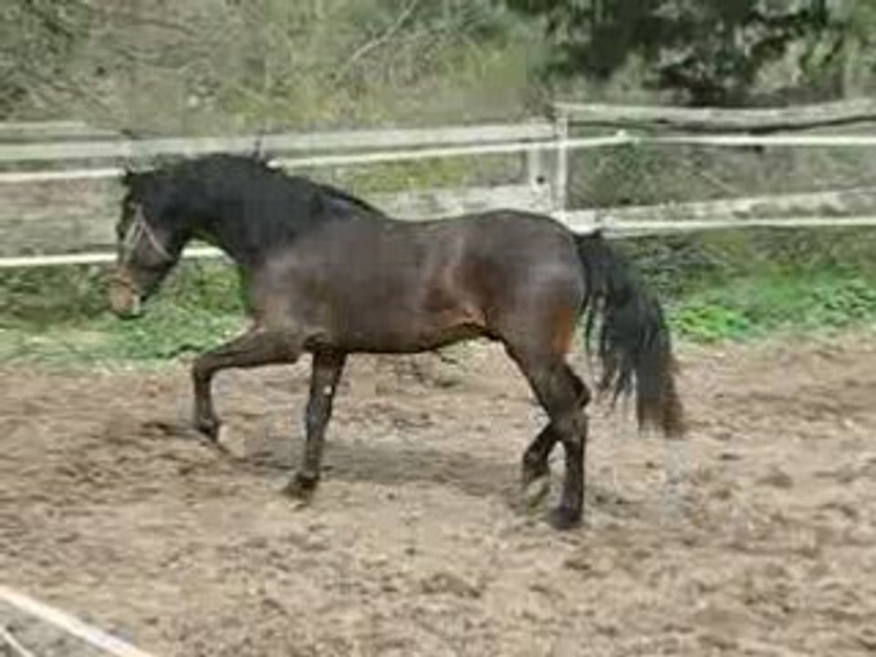Rociero PRE