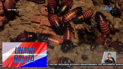 Pakulo ng Bronx Zoo: Ipis, puwedeng ipangalan sa iyong ex | UB