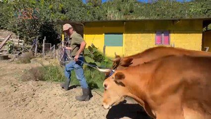 mqn-El último boyero de Santa María de Dota se niega a perder la tradición-070224