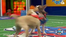 Puppy Bowl XX 'Rufferee' Dan Schachner Stops By Us Weekly Studio with Adorable Adoptable Dogs