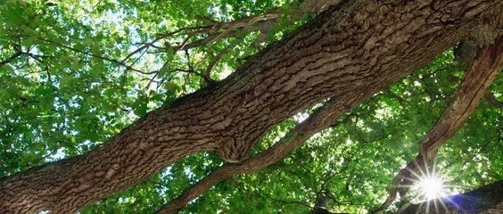 La quercia e i suoi abitanti | movie | 2022 | Official Trailer