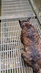 Good Boy Braves Suspension Bridge