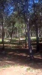 غابات الأطلس المتوسط الشامخ بالمملكة المغربية الشريفة تونس الجزائر السعودية العراق