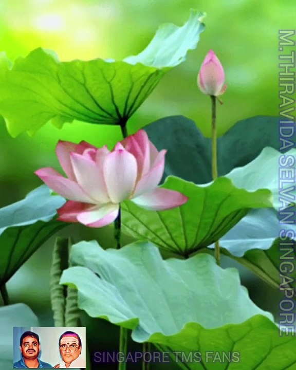 குழந்தைக்காக டிஎம்எஸ் ஐயா பாடிய தனி பாடல் VOL 7.  SINGAPORE TMS FANS M.THIRAVIDA SELVAN SINGAPORE