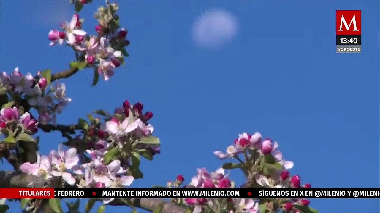 Investigación afirma que las abejas determinan el color de las flores