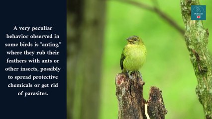 Exploring Bizarre Animal Behaviours You Won't Believe Exist!