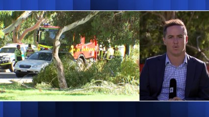 Woman killed by a falling tree in North Adelaide