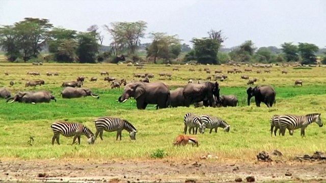 Belgium bans hunting trophy imports