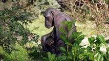 شاهد: ولادة شمبانزي نادر بحديقة حيوان تشيستر في المملكة المتحدة