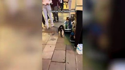 Beşiktaş'ın sembolü olan obez kedi kalp krizi geçirerek öldü
