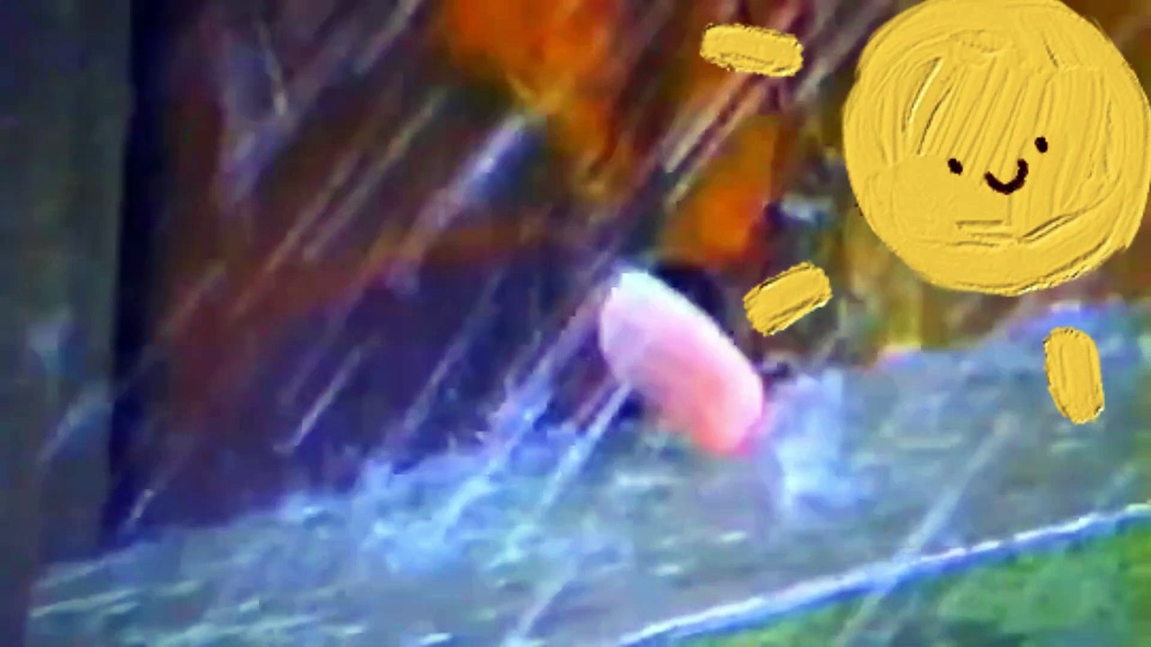 Funny animal