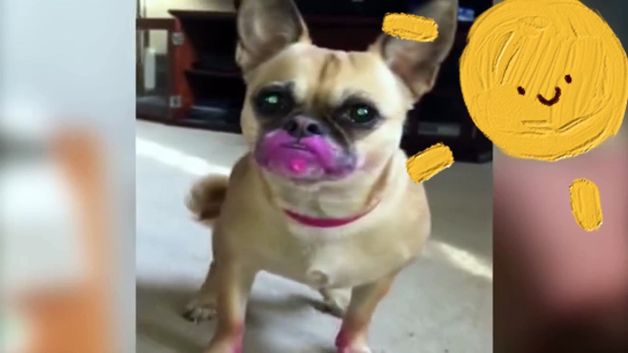 animal videos
