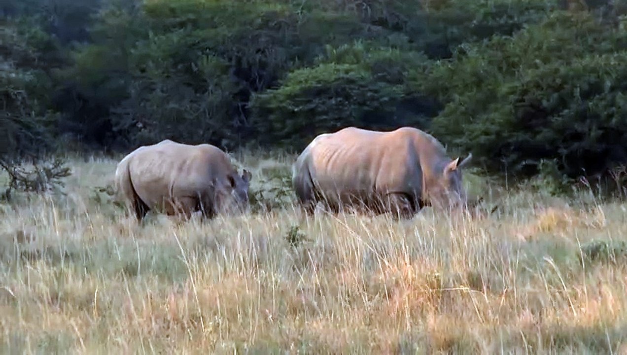 Nashornbeobachtungen in südafrika