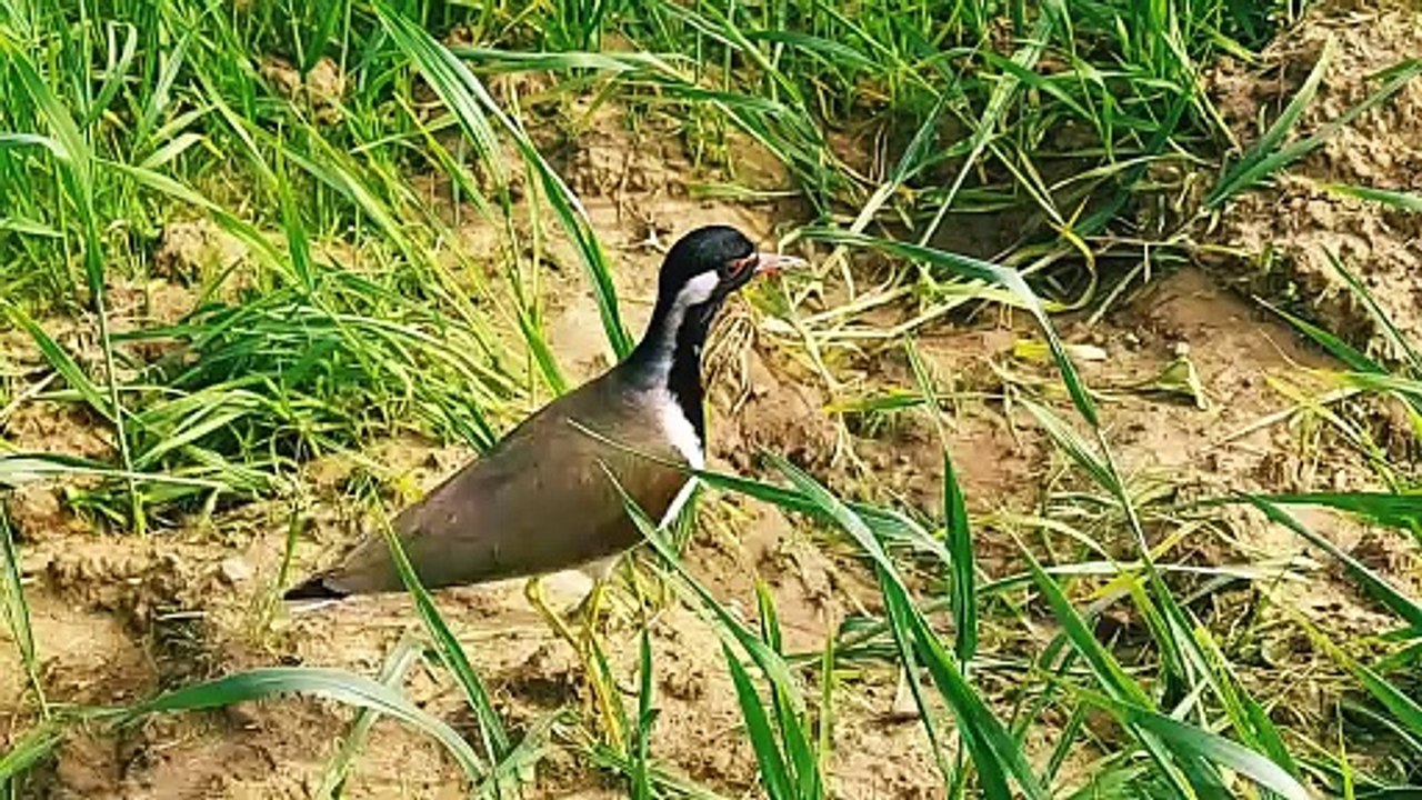 tithari bird sound | #tithari | titahari ki aawaj | टिटहरी