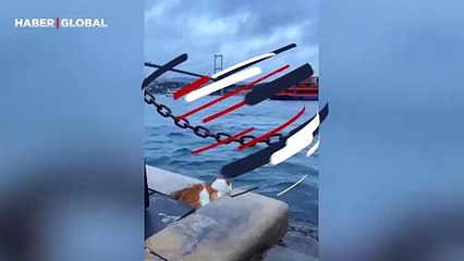 İstanbul'da bir kedinin, boğazı izlerken görüntülendiği anlar viral oldu