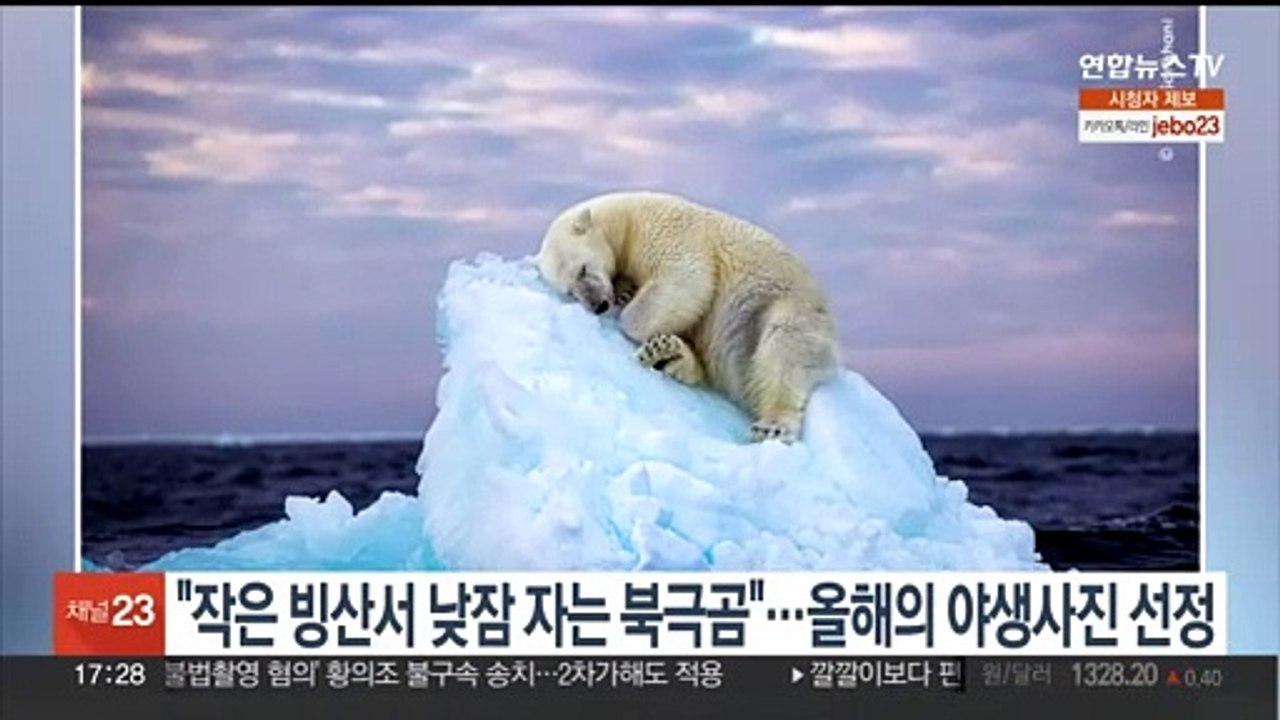"작은 빙산에서 낮잠 자는 북극곰"…올해의 야생사진 선정