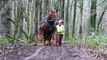 Horses replace machines to clear infected trees from a British forest