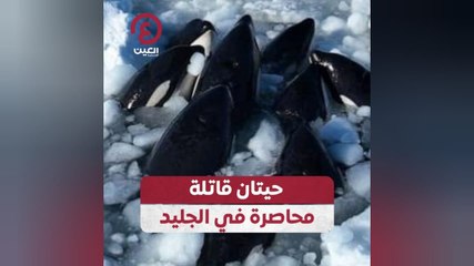 حيتان قاتلة محاصرة في الجليد