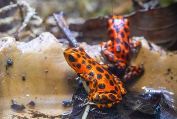 Take a sneak peek at Folly Farm’s new ‘Venoms vs Poisons’ zoo exhibit in Pembrokeshire