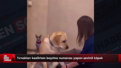 Tırnakları kesilirken bayılma numarası yapan sevimli köpek