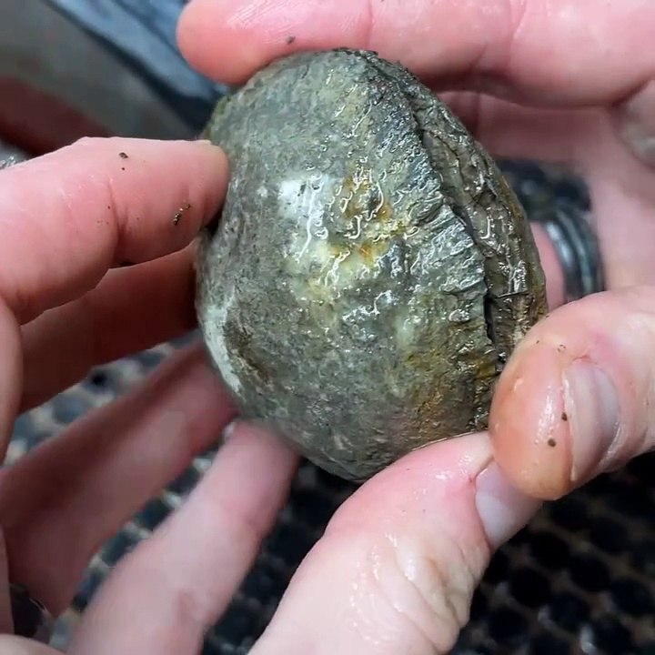I cut Ammonite fossils open on my lapidary saw!