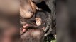 Rare baby chimpanzee cuddles up to mother after being born at Chester Zoo