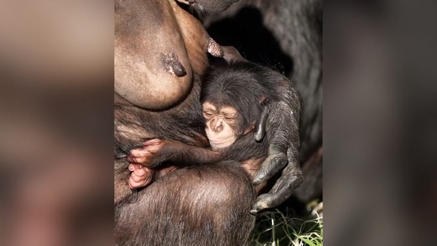 Rare baby chimpanzee cuddles up to mother after being born at Chester Zoo