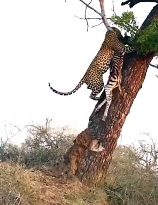 Leopard Attempts To Hoist Zebra Carcass