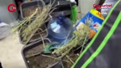 Evi kenevir serasına çevirdi: 1 gözaltı