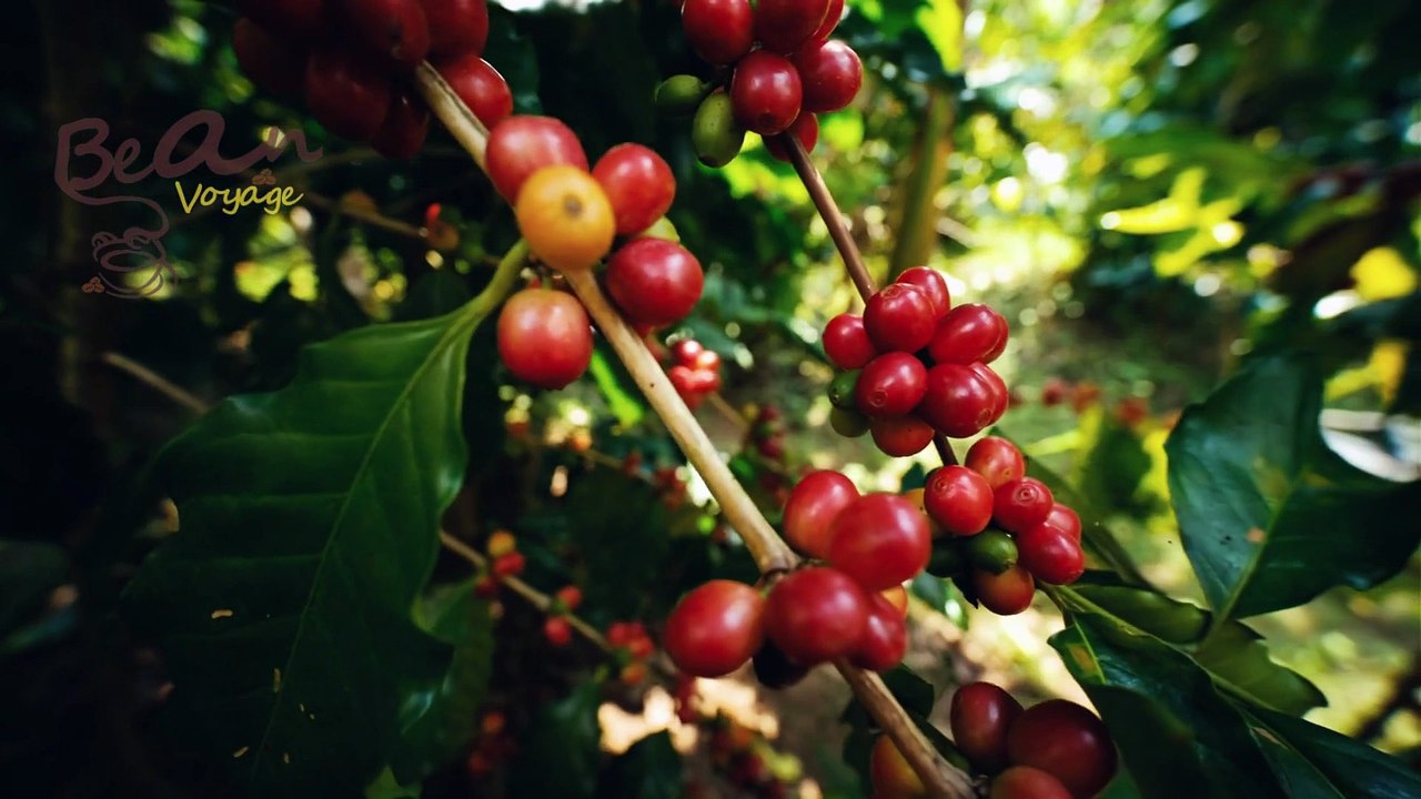 How I Balanced My Coffee Intake for a Healthy Heart