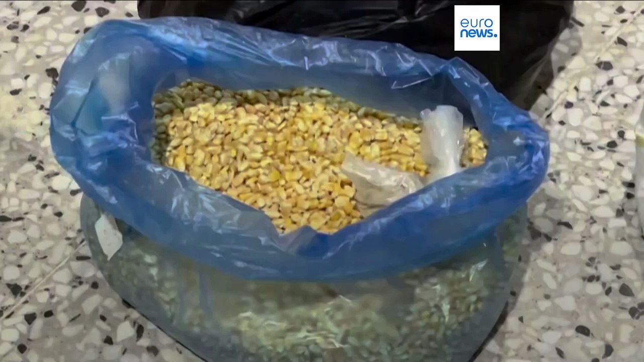 بسبب النقص في القمح.. مطحنة في غزة تلجأ إلى علف الطيور لصناعة الدقيق