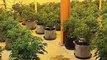 Cannabis farm with 500 plants raided in Hanbury