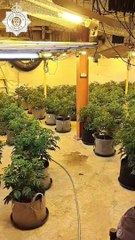 Cannabis farm with 500 plants raided in Hanbury