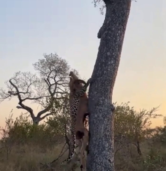 Impala Too Heavy For Leopard