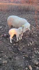 First Lamb of the 2024 Season #shorts #short #sheep #lamb