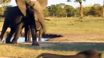 Did Baby Elephant Escape Death Bloodthirsty Lions Surround And Attack Elephants Giving Birth
