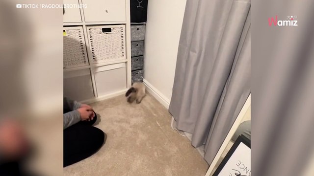 Kocurek nie potrafi zadomowić się w nowym domu. Opiekunowie w końcu zdają sobie sprawę, czego mu brakuje