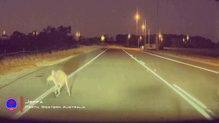 Tesla Still Can't See Kangaroos | TeslaCam Live