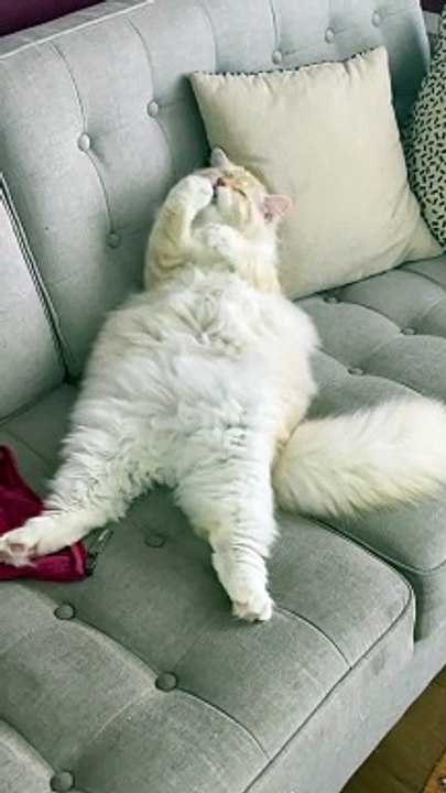 Chonky Cat Relaxes And Licks Tasty Paws