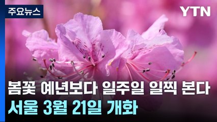 봄꽃 예년보다 일주일 일찍 본다...서울 3월 21일 개화 / YTN