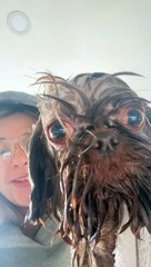 Mocha the Dog Looks Pitiful Soaking Wet