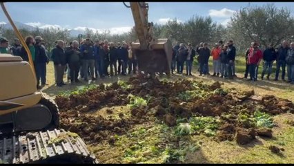 In Sicilia agricoltori distruggono il raccolto in segno di protesta