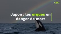 Japon : les orques en danger de mort