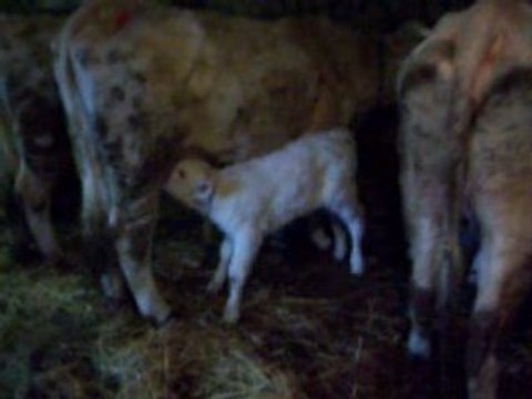 La ruée vers le blanc