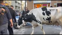 Sanremo, la mucca Ercolina sul green carpet del Festival