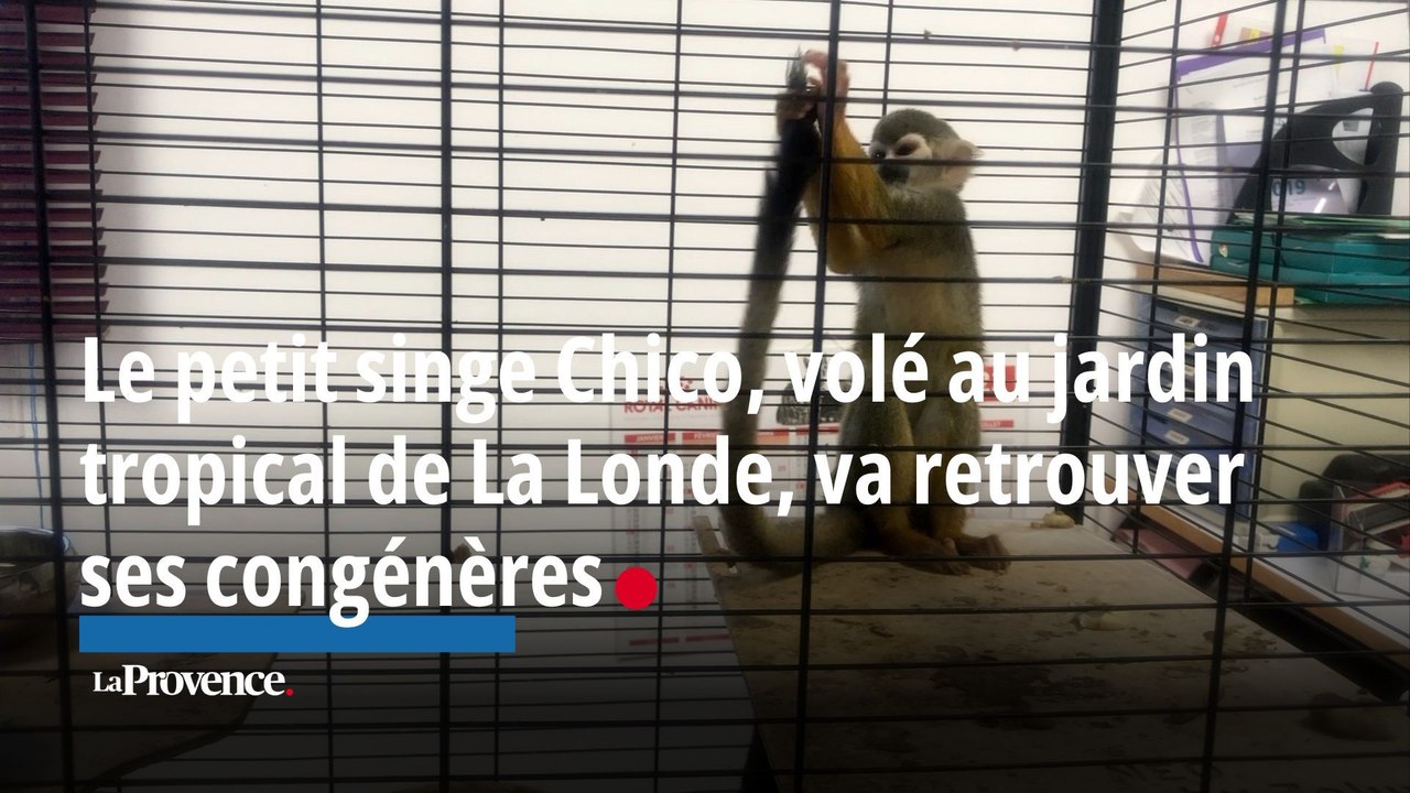 Le petit singe Chico, volé au jardin tropical de La Londe-des-Maures, va retrouver ses congénères