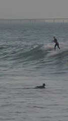 Dolphins share waves with surfers at Rincon!