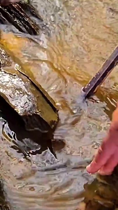 VA Gold Prospecting #goldprospecting #goldnugget #goldpanning #findinggold #oro #gold #goldrush #au