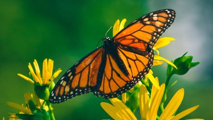 Pourquoi le papillon monarque risque de disparaître